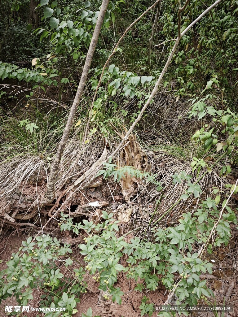 森林中交错的树根与植被