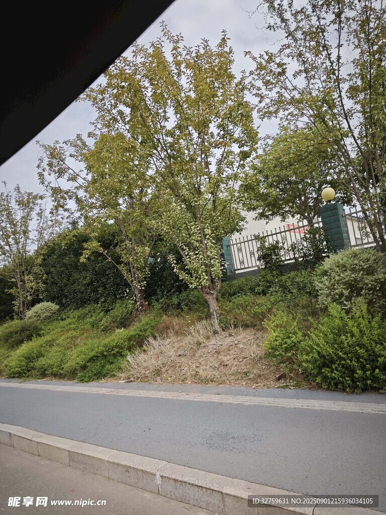 路边绿意盎然的自然景致