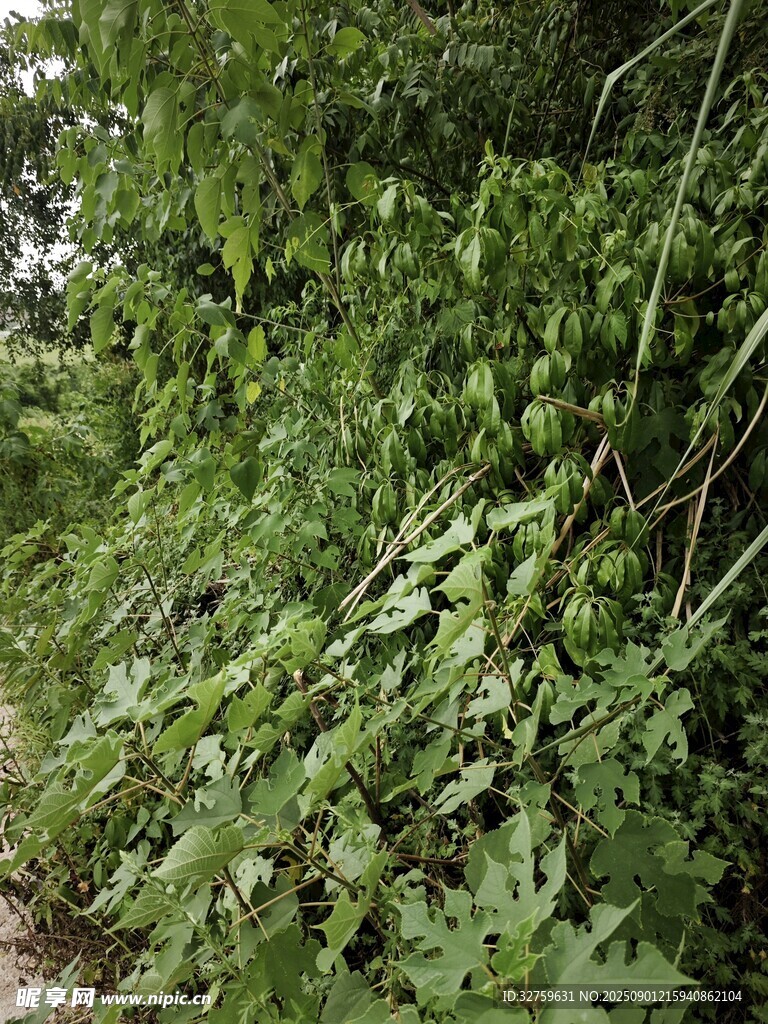 繁茂绿植覆盖的小径