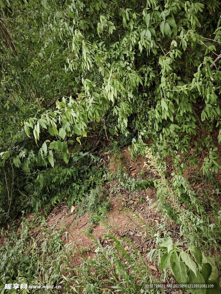 绿意盎然的植物景观