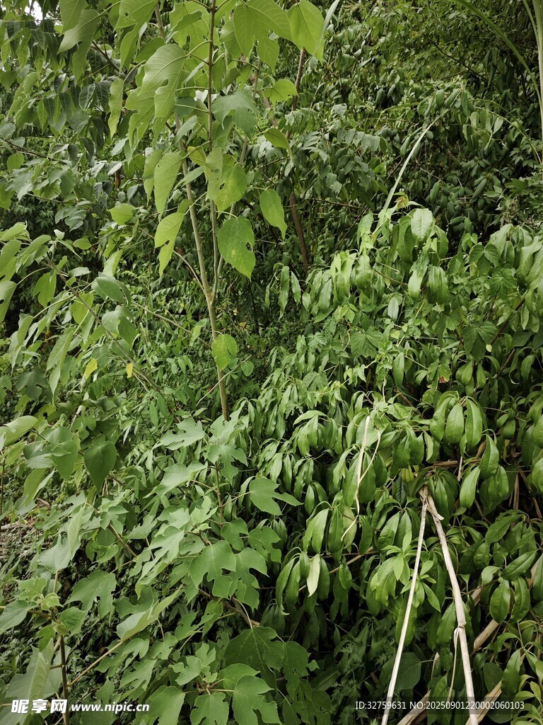 茂密绿植景观