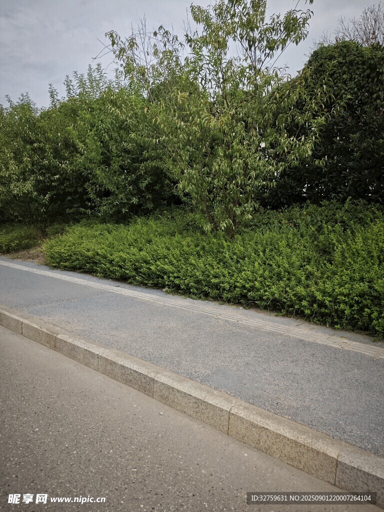 路边葱郁绿植景观