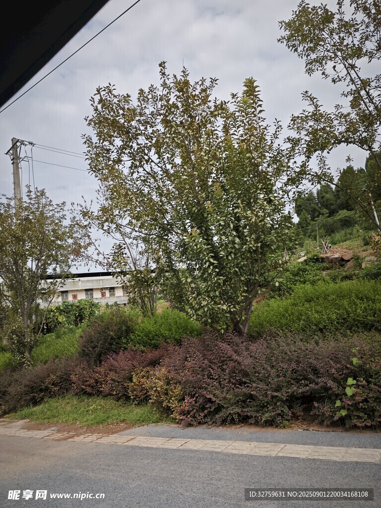 路边绿意盎然的植被景观