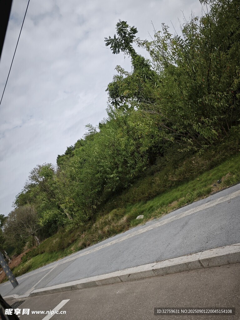 公路旁绿意盎然的树林