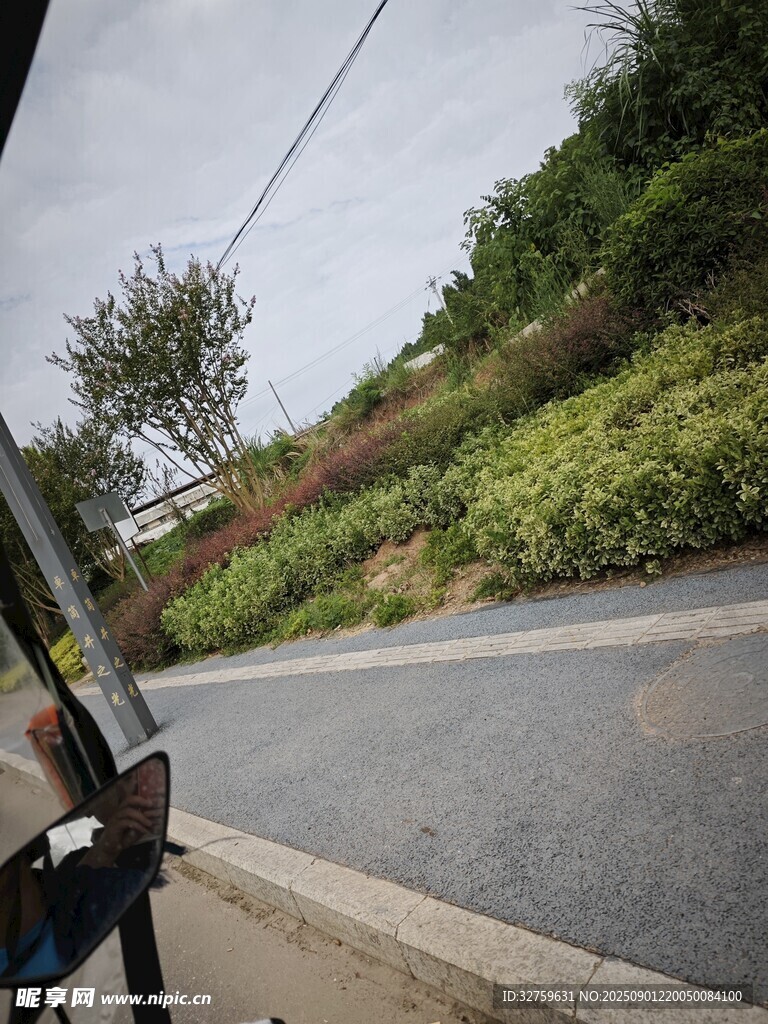 车窗外的路边绿意景象