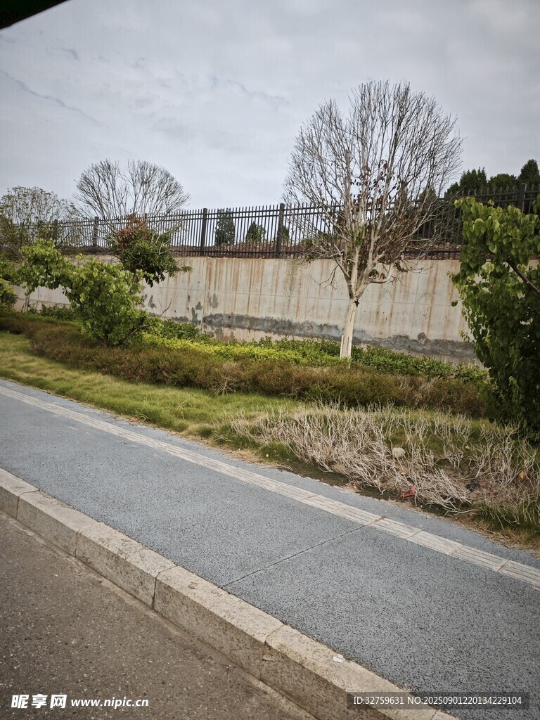 乡村小路旁的绿植与建筑