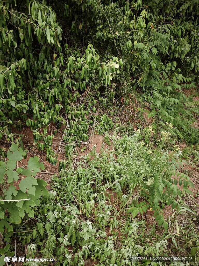 茂密丛林中的绿色植被