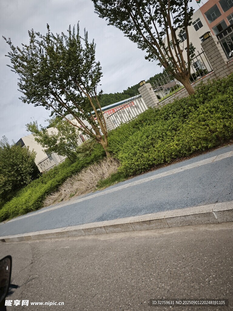 路边绿植与远处建筑景观