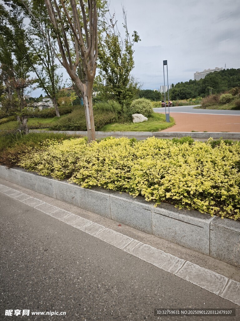 路边绿植景观
