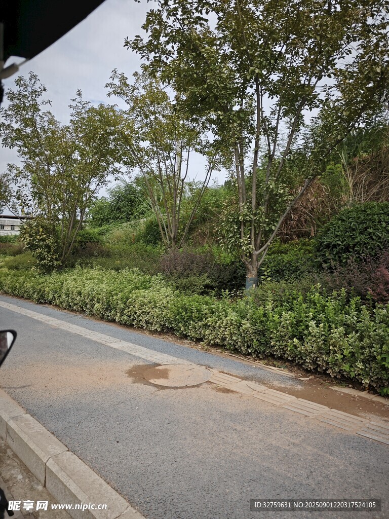 路边绿植景观
