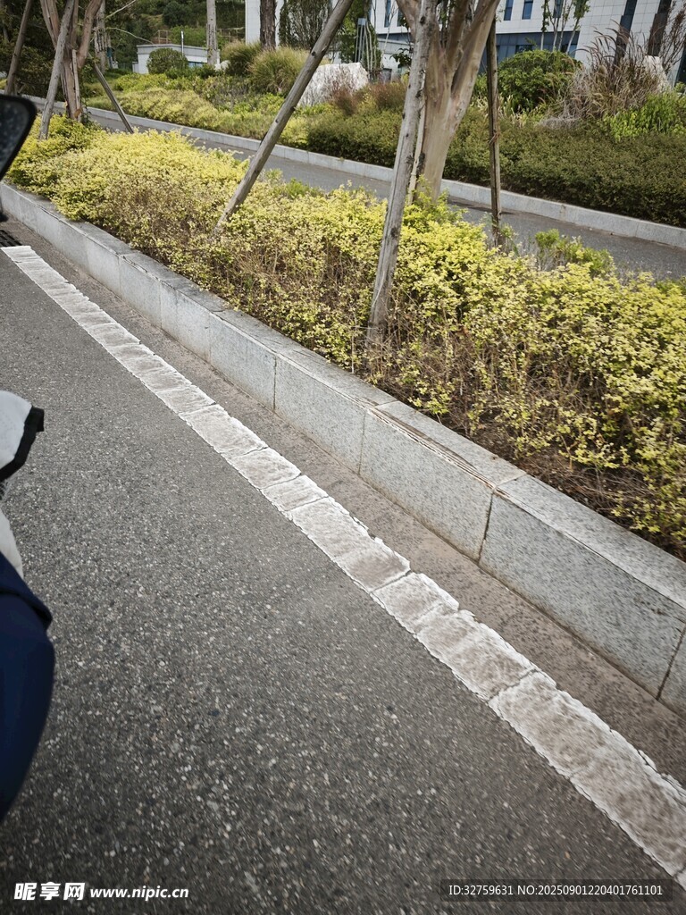 道路旁的绿植与护栏