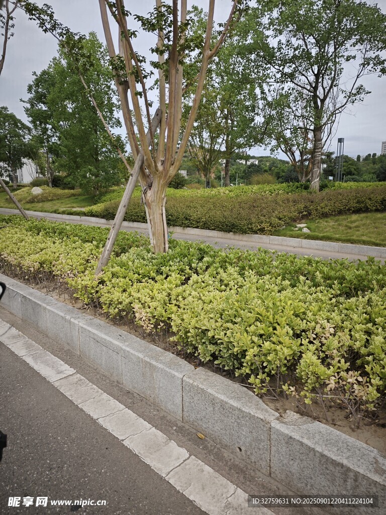 路边绿化带景观