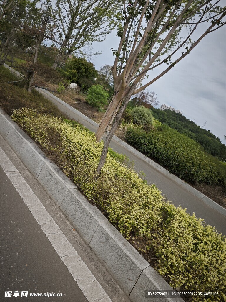 路边绿植景观