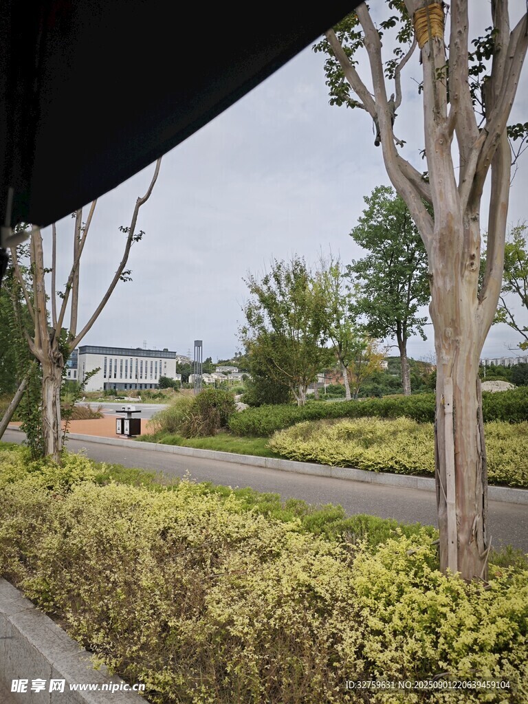 户外道路旁的绿植景观