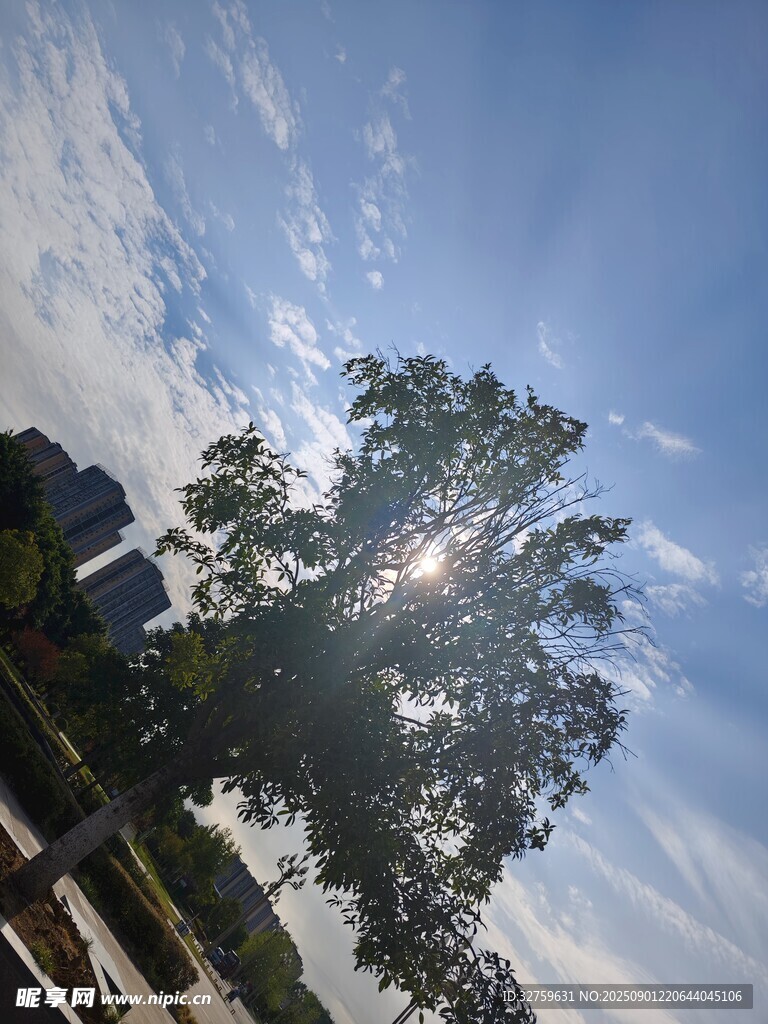 阳光下的树木与蓝天白云