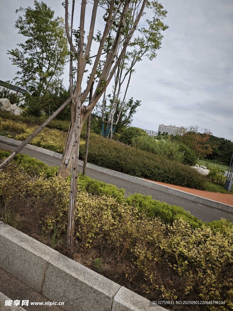 路边绿植景观