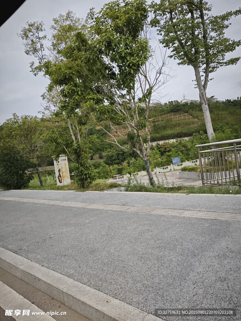 宁静路边绿树成荫的景致