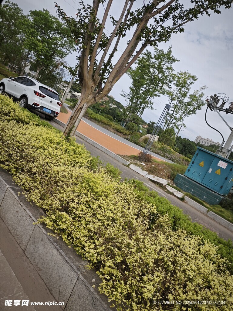 路边绿植景观