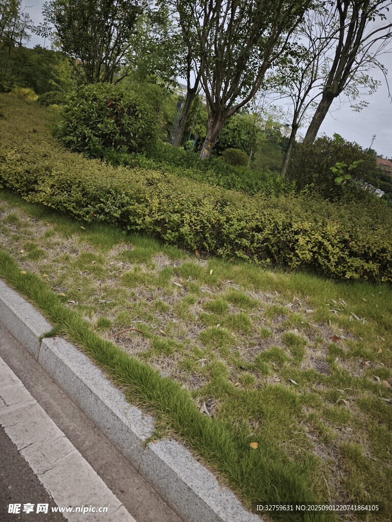 路边绿意盎然的植被景观