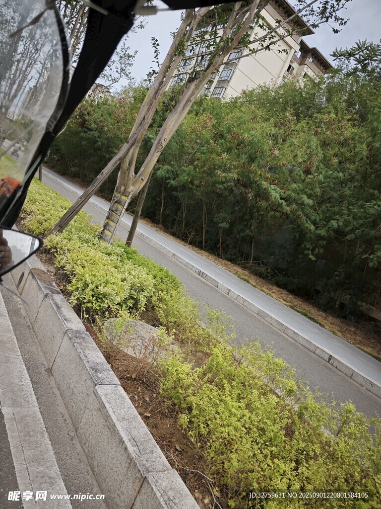 路边绿植景观