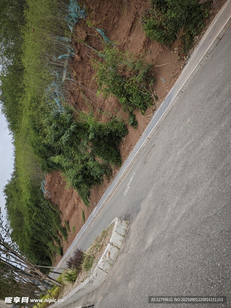 路边绿植景观