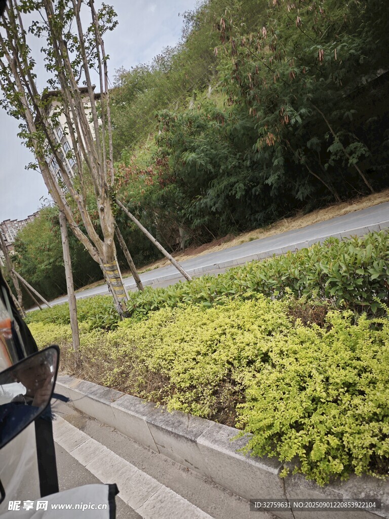 路边绿植景观