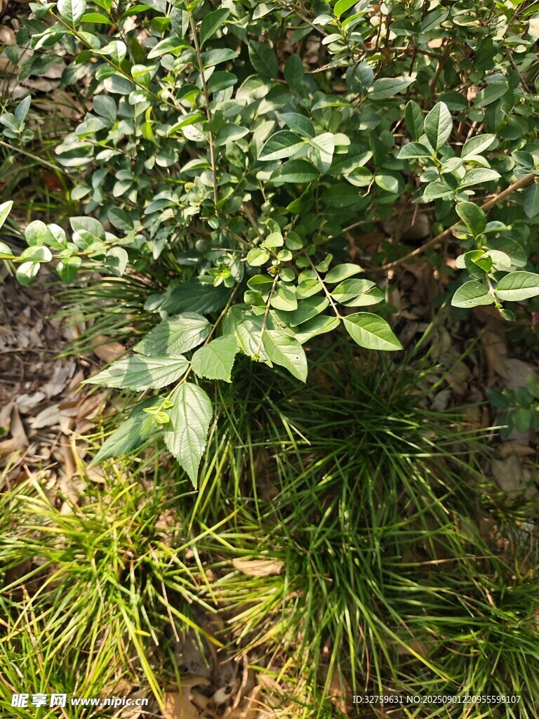 绿叶植物