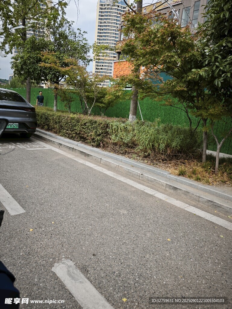 道路旁的绿植与停放车辆