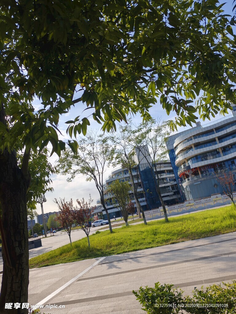 城市路边绿树与现代建筑