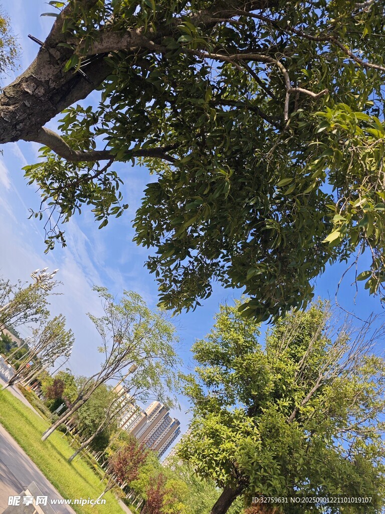绿树蓝天间的城市景致