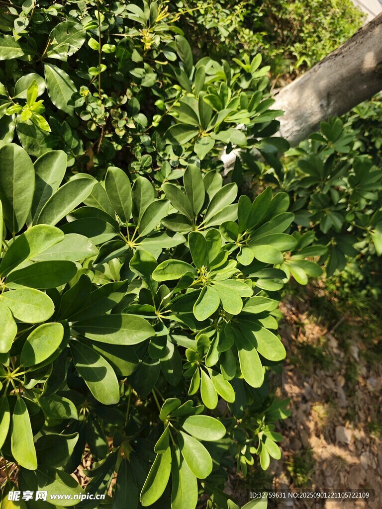 绿叶繁茂的植物景观