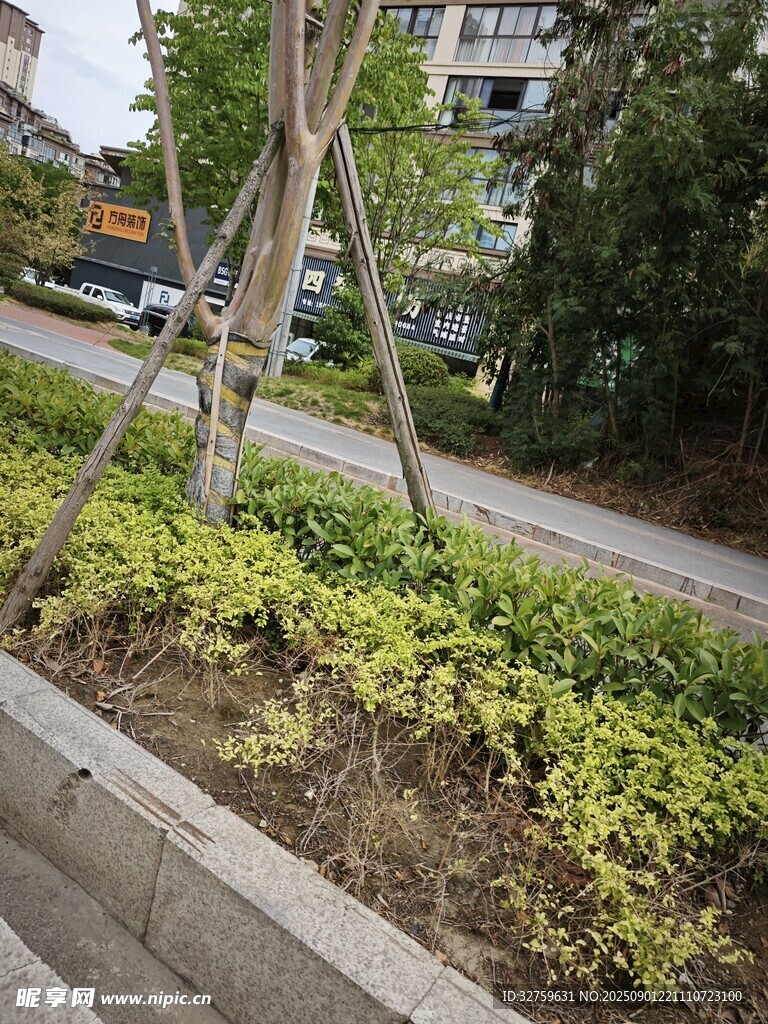 路边绿植景观