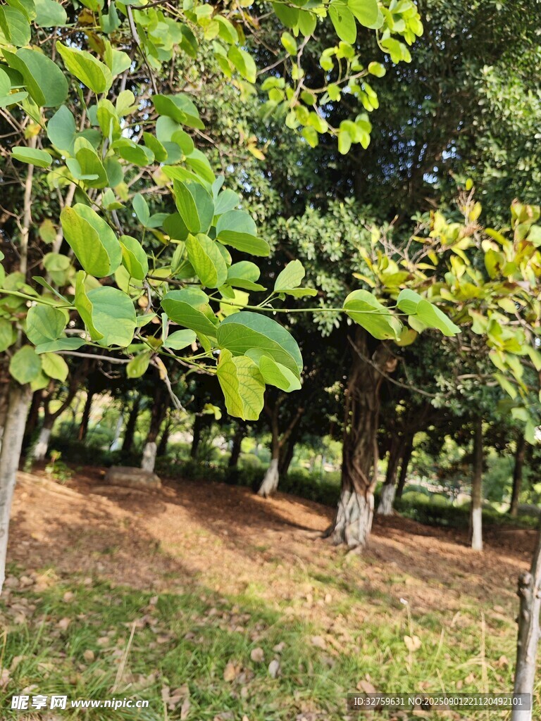 果园绿树成荫的景致