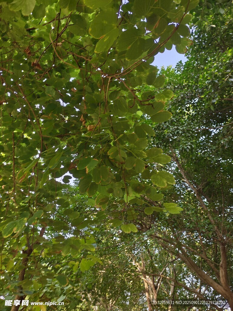 茂密绿荫下的斑驳天空