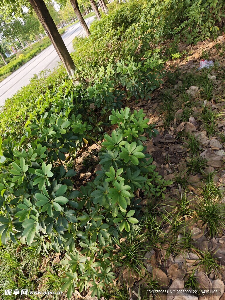 路边绿意盎然的丛生植物