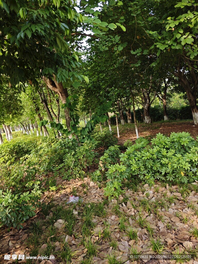 林间繁茂植被的自然景致