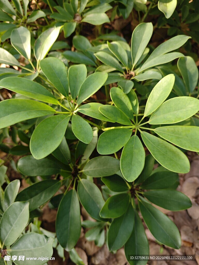 翠绿鹅掌柴植物特写