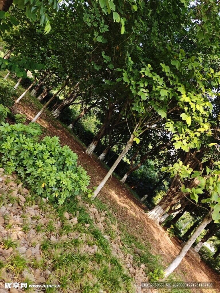 整齐排列的绿树景观