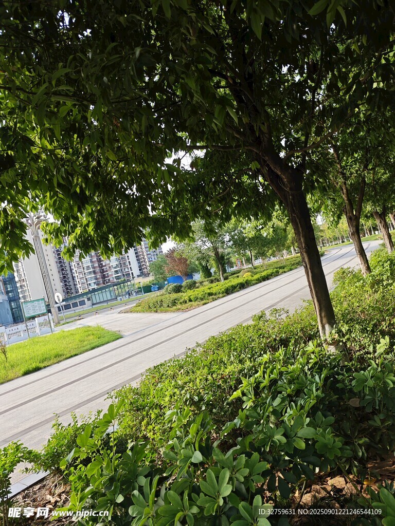 林荫下的静谧街道