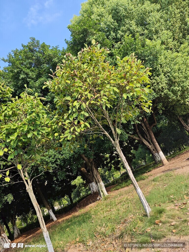 绿树成荫的户外景致