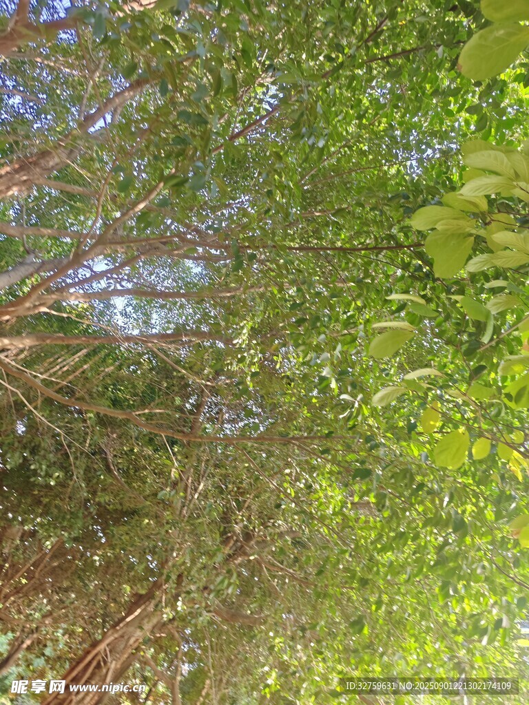 茂密绿植景观