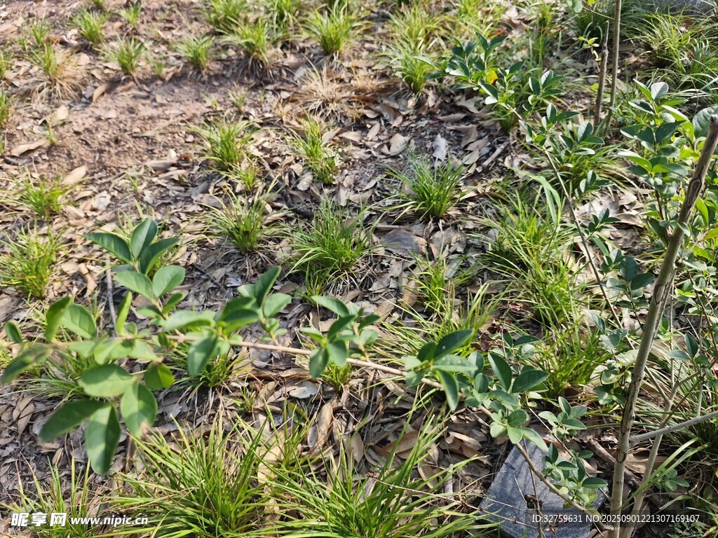 野外草地中的绿色植物
