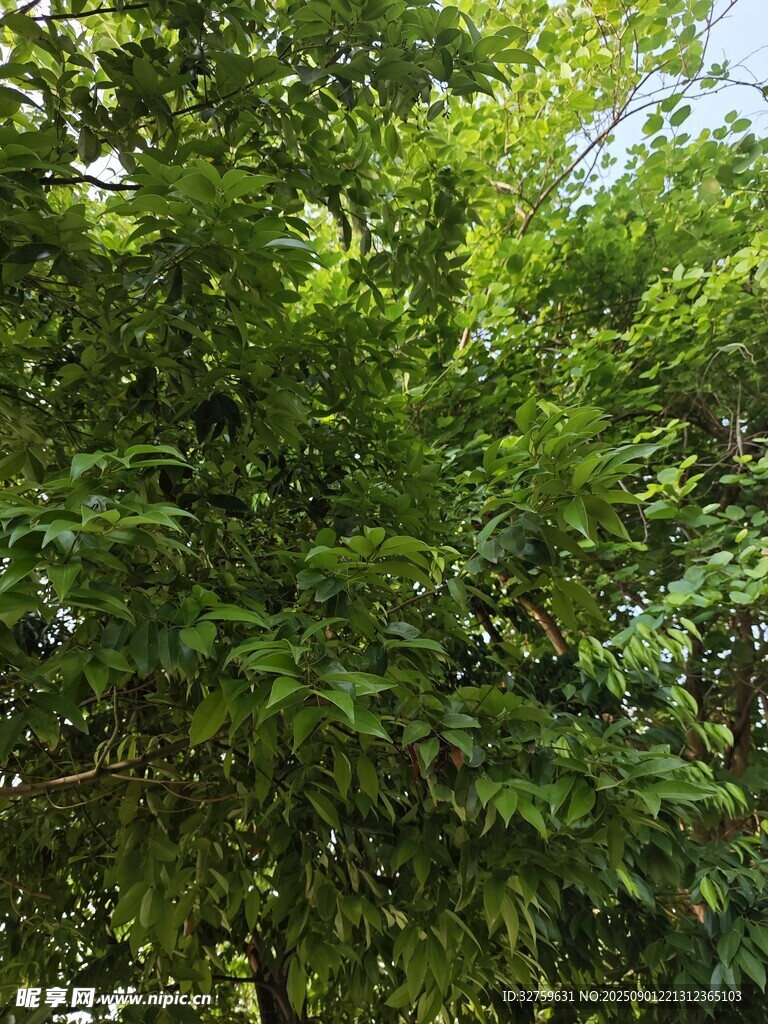 繁茂绿树展现自然生机