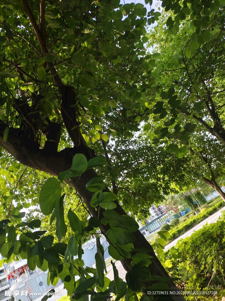 夏日繁茂绿树景观