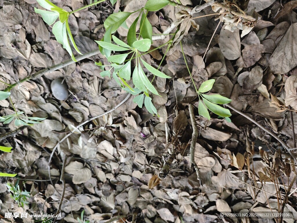 岩石间生长的嫩绿植物