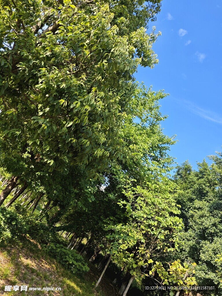 夏日葱郁树林风景