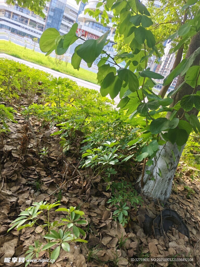 树下绿植景观