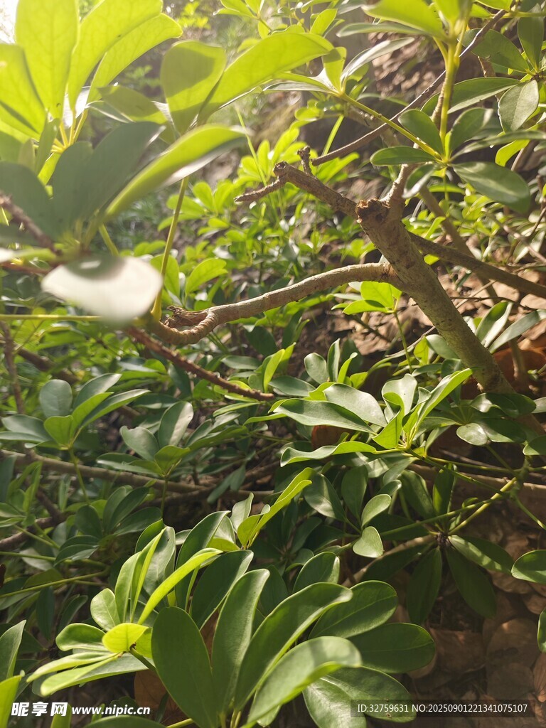 绿叶间的白色蝴蝶