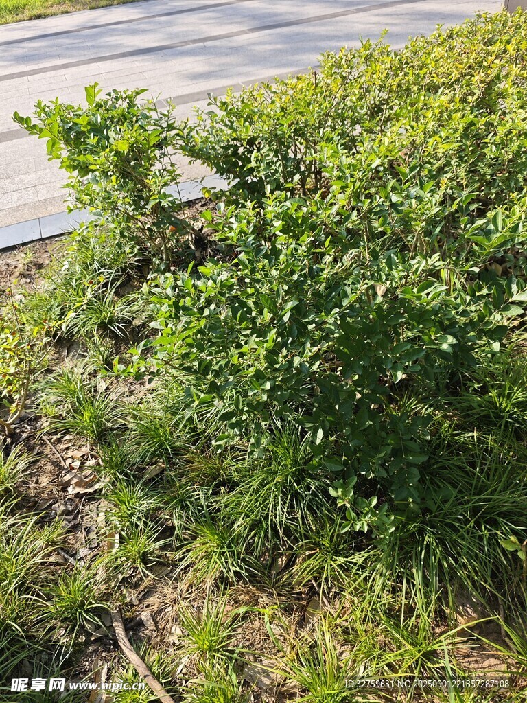 路边翠绿灌木丛