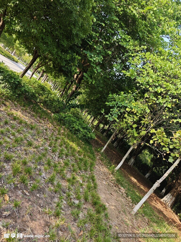 绿意盎然的风景